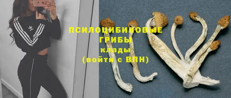 как найти наркотики  Буй  Галлюциногенные грибы Psilocybe 